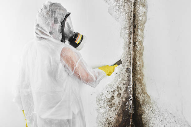 Best Mold Testing and Inspection Services in Big Bear Lake, CA