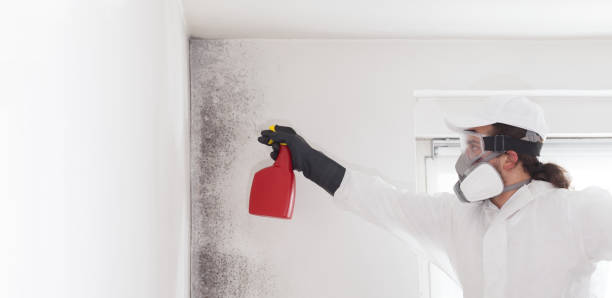 Best Localized Mold Remediation (e.g., coastal areas, humid climates) in Big Bear Lake, CA