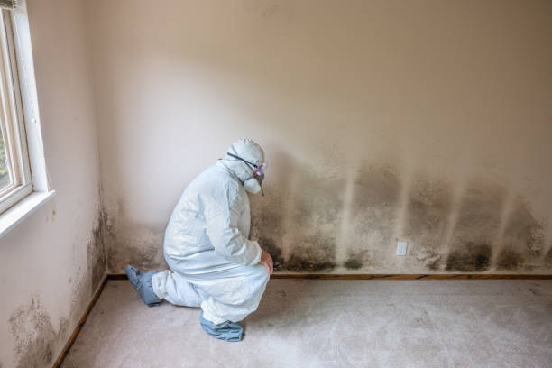 Trusted Big Bear Lake, CA Mold Remediation Experts